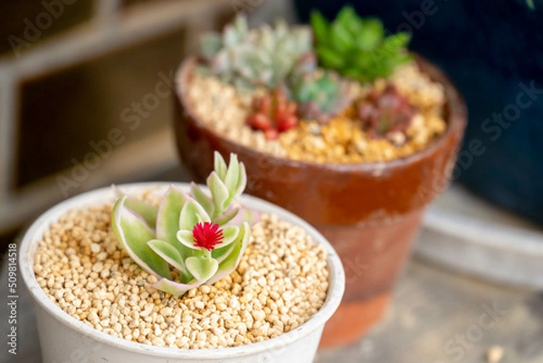 Obraz 多肉植物と真っ赤な花