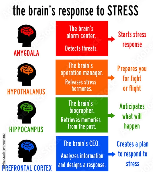 Obraz brain stress reponse