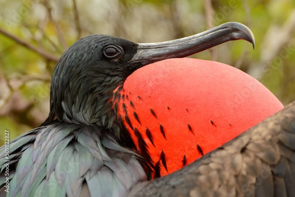 Obraz Close up portrait of a male Frigatebird with his red chest expanded