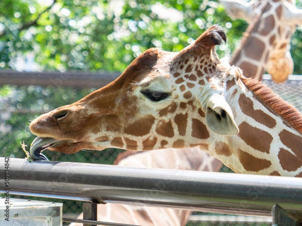 Obraz giraffe in zoo