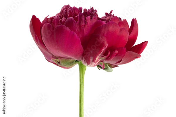 Obraz Pink peony flower