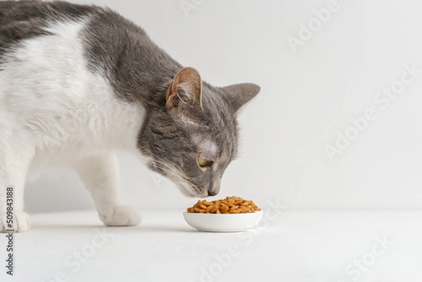 Obraz A cat eats food in a white room.