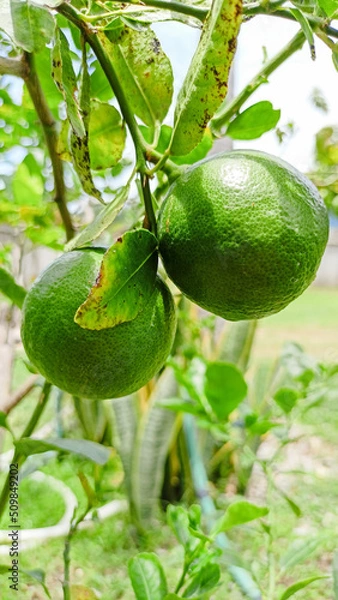 Obraz Zarodnie wapno na drzewie ma dużo witaminy C