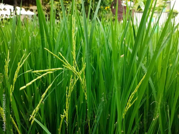 Obraz The green rice is growing
