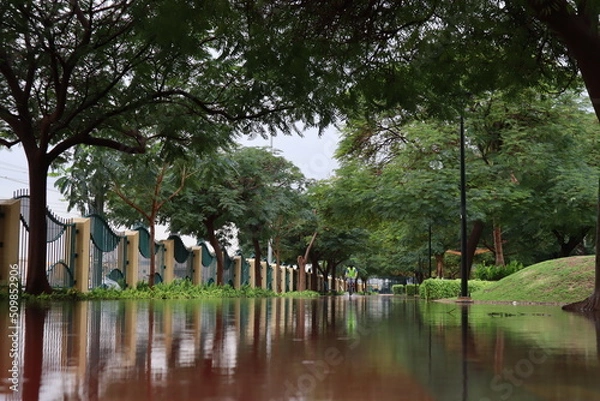 Fototapeta trees in the park