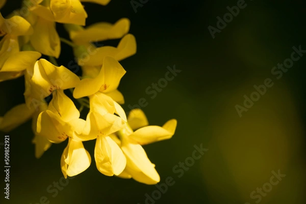 Obraz Golden chain on  black background 