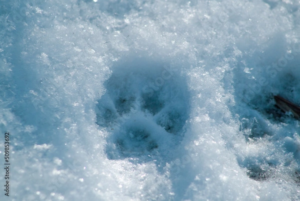 Fototapeta polo player