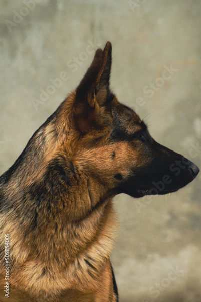 Fototapeta german shepherd dog