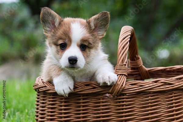 Obraz welsh corgi