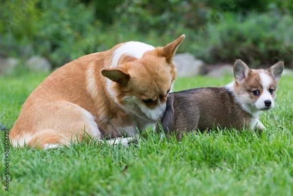 Obraz welsh corgi