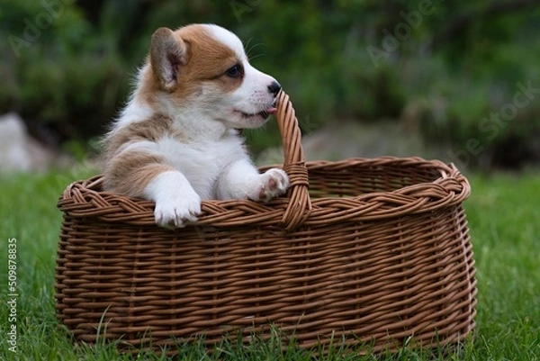 Obraz welsh corgi