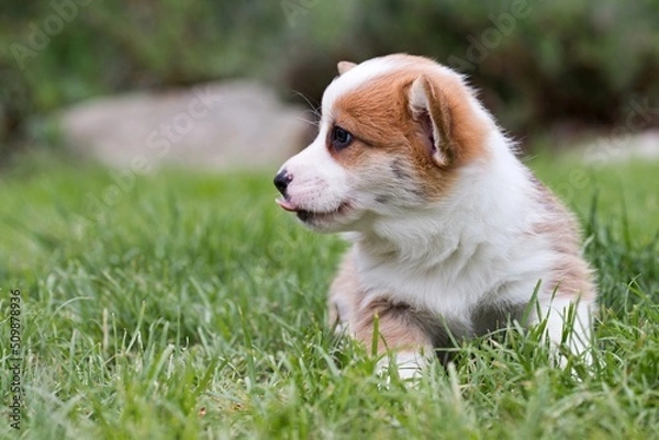 Fototapeta welsh corgi