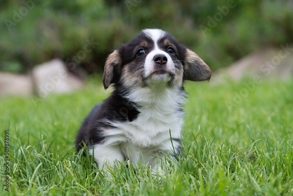 Obraz welsh corgi