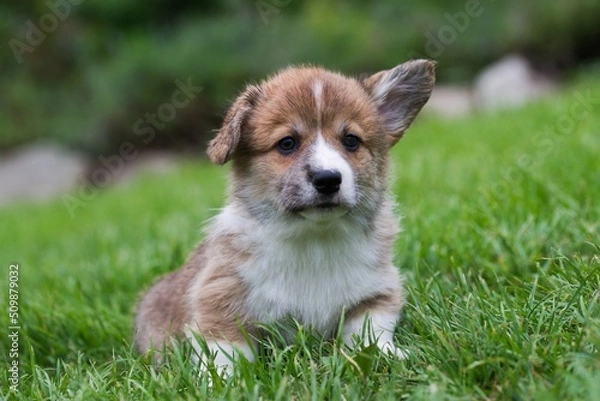Obraz welsh corgi