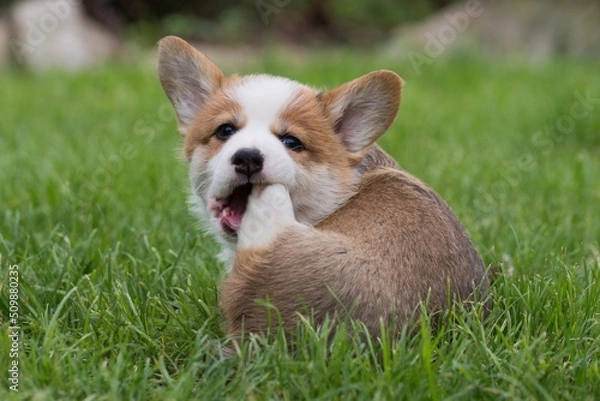 Obraz welsh corgi