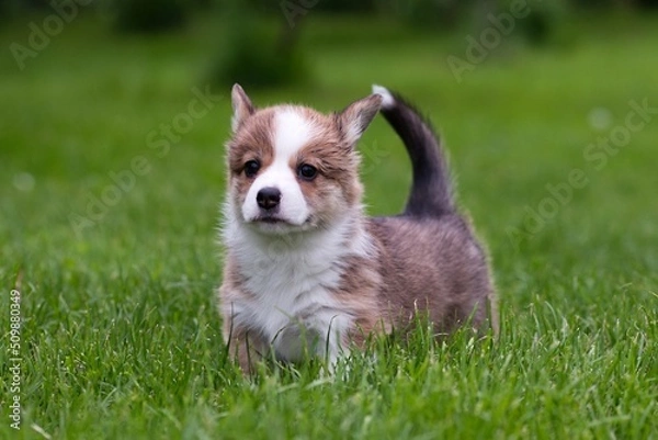 Obraz welsh corgi
