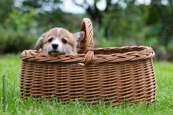 Obraz welsh corgi