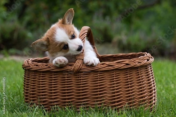 Obraz welsh corgi