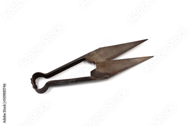 Obraz Antique sheep shearing scissors. Isolated on white