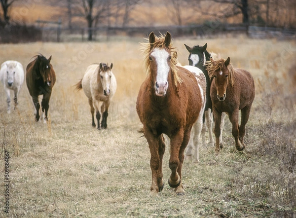 Fototapeta Herd of Bashkir Curly horses walk toward us in winter pasture