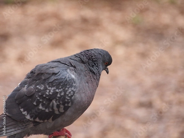 Obraz One pigeon is sitting sideways. A wild animal.