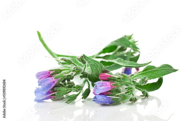 Fototapeta The Common Comfrey (Symphytum officinale) herb isolated on a white background. 