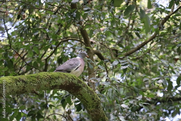 Fototapeta pigeon on a branch