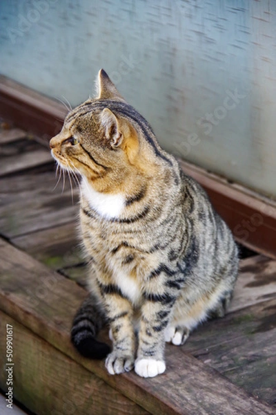 Obraz 横を向いた野良猫