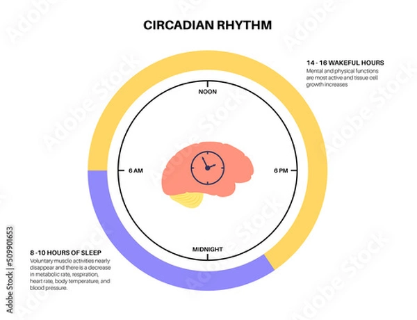 Fototapeta Sleep wake cycle