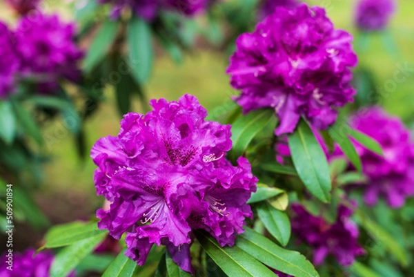 Fototapeta Purple rhododendron flowers, Cirava, Latvia.