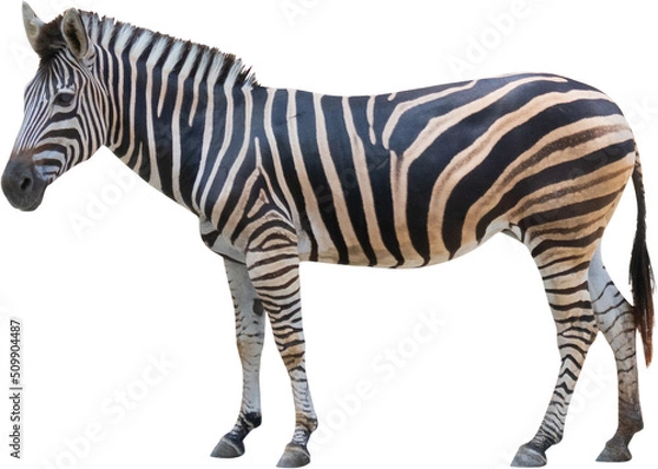 Fototapeta zebra stojąca na białym tle