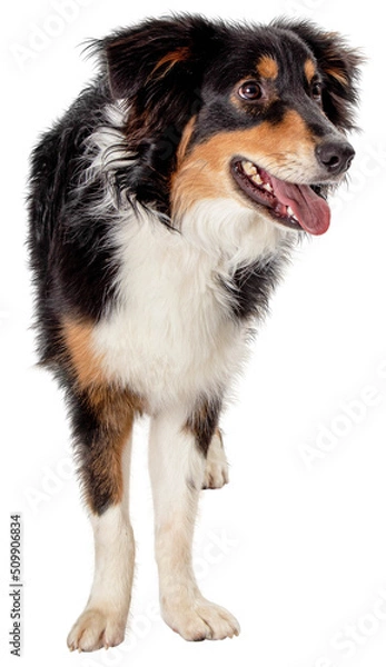 Fototapeta Aussie Dog Facing Forward Looking Side  