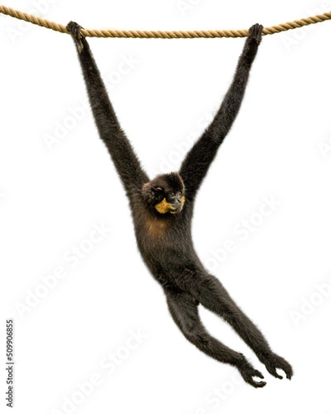 Fototapeta Gibbon Monkey Swinging From Rope