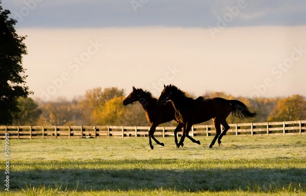 Obraz Early Morning Canter