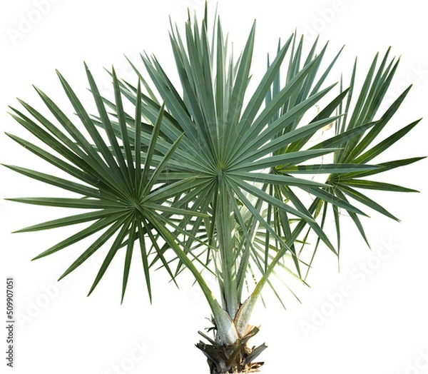 Fototapeta Palm Tree Close up Isolated
