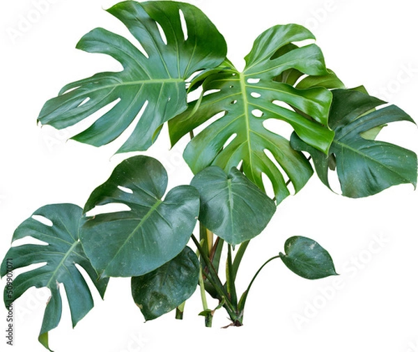 Obraz Monstera Jungle Plant Isolated