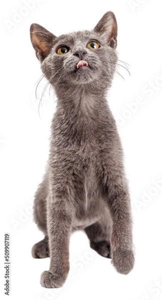 Fototapeta Playful and Hungry Kitten Looking Up  