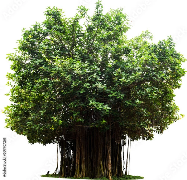 Fototapeta Banyan Tree Isolated