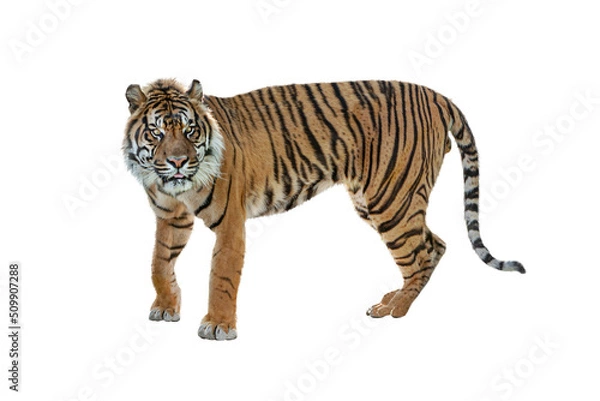 Obraz Sumatran Tiger