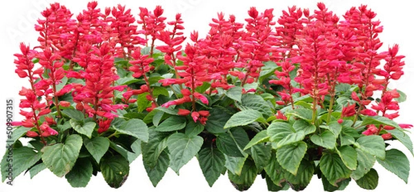 Fototapeta Red Flower Shrubbery Isolated