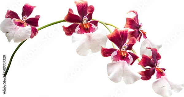 Fototapeta Orchids Flowers  Isolated