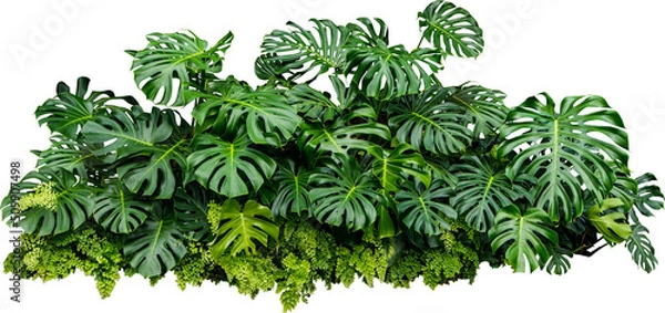 Obraz Monstera Jungle Plant Isolated