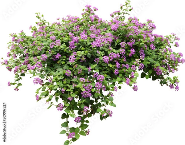 Obraz Purple Flower Shrubbery Isolated