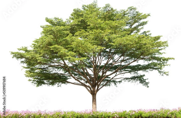 Fototapeta Terminalia Ivorensis Tree Isolated