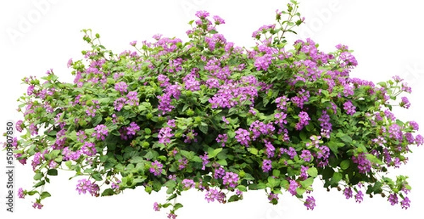 Obraz Purple Flower Shrubbery Isolated
