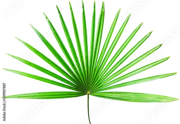 Fototapeta Palm Tree Leaf Isolated