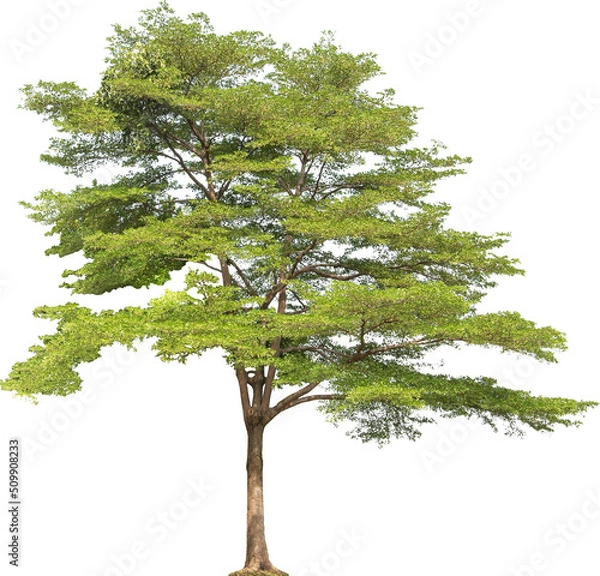 Fototapeta Terminalia Ivorensis Tree Isolated