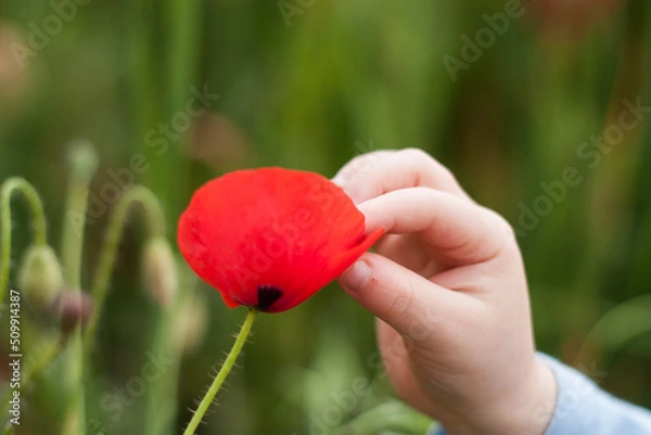 Obraz niño jugando con amapolas