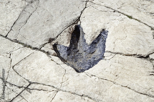 Obraz Fossilized dinosaur footprint