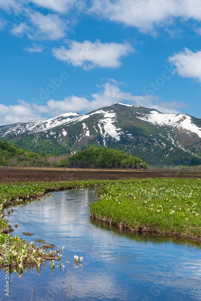 Fototapeta 尾瀬　至仏山と水芭蕉（縦構図）